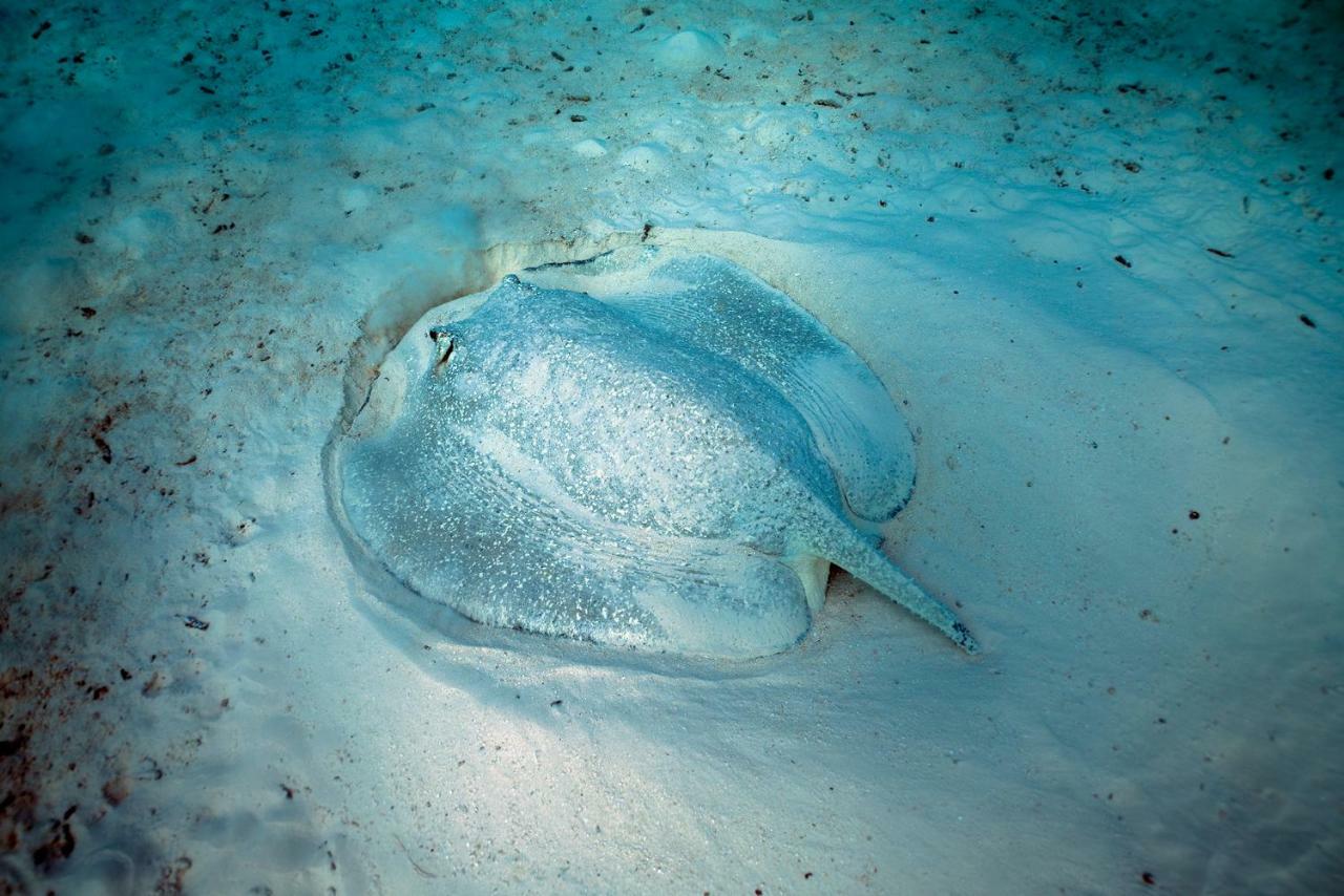 Ocean Village Maldives Holhudhoo Eksteriør billede